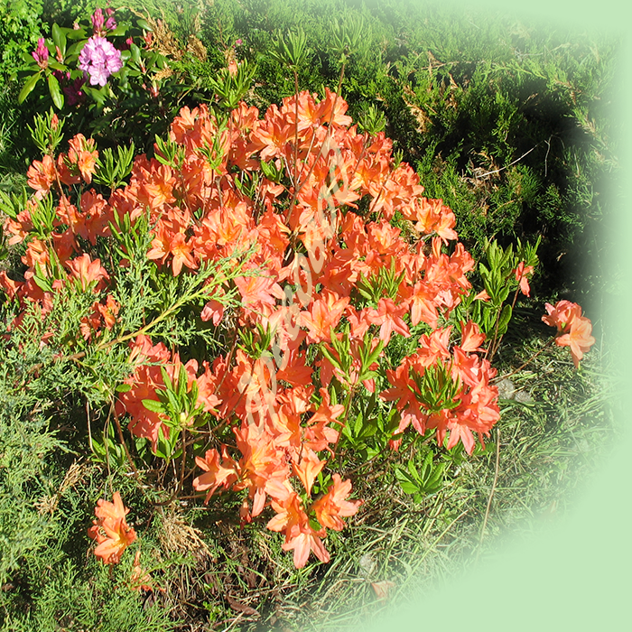 Рододендрон листопадный сорта для подмосковья с фото и описанием